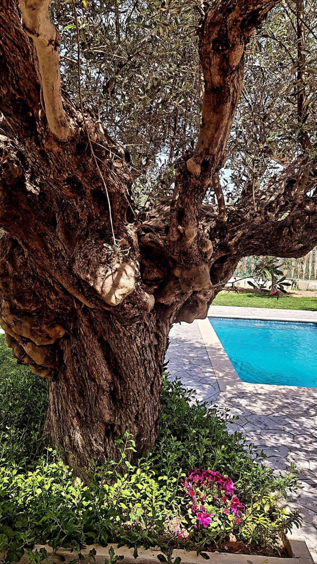 Olive Sense Villa Afando Esterno foto